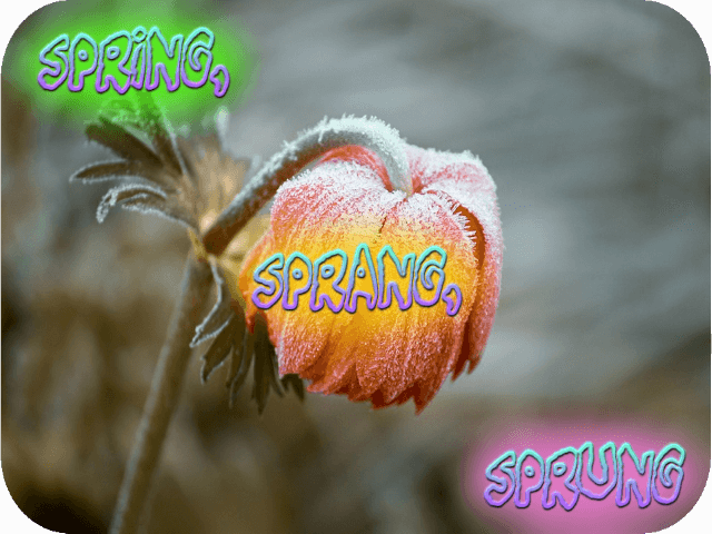 Spring, Sprang, Sprung | Rob Knowlan